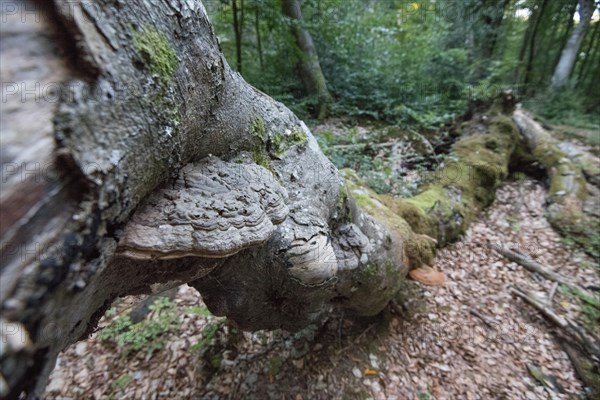 Bracket fungus