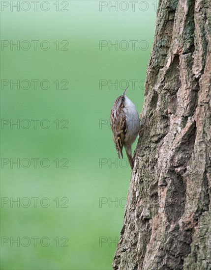 Short-toed treecreeper