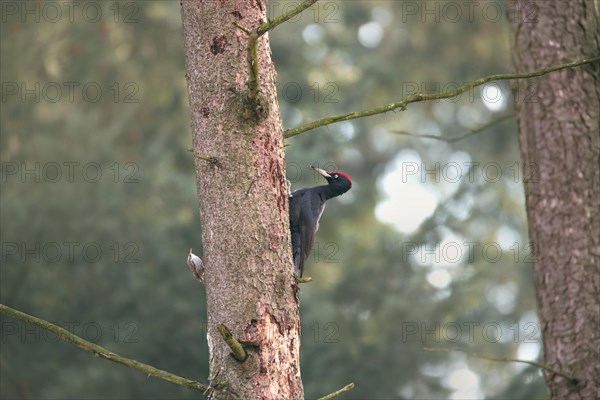 Black woodpecker