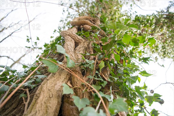 Common ivy