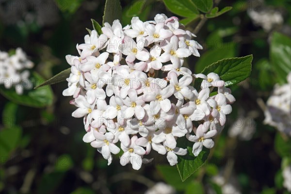 Burkwood viburnum