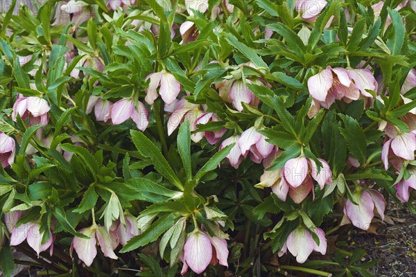 Lenten rose