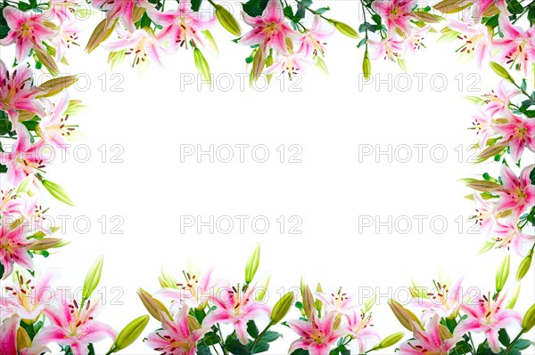 Lily flowers composition frame over white copyspace