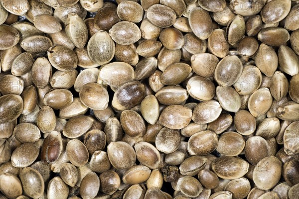 Hemp