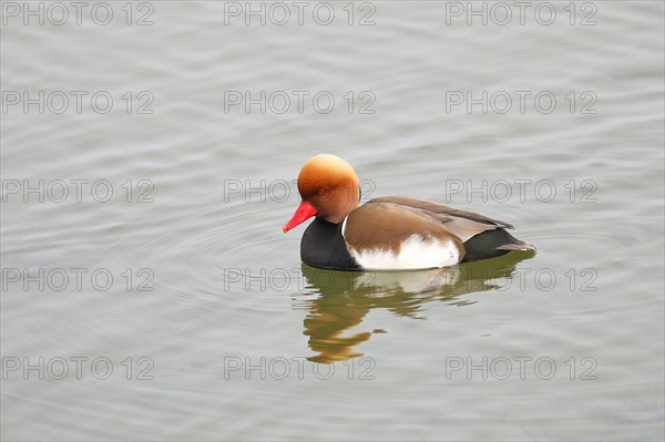 Red-crested pochard
