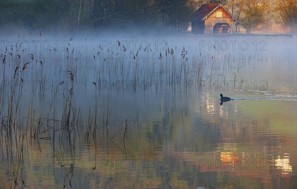 Morning fog with coot in the reed belt of the Irrsee