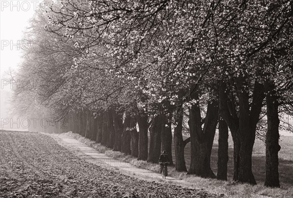 Old man with bicycle riding along an avenue