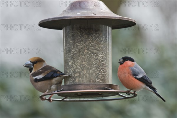 Eurasian bullfinch