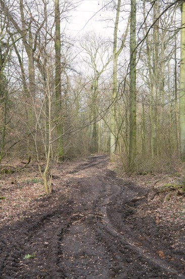 Forestry in the forest