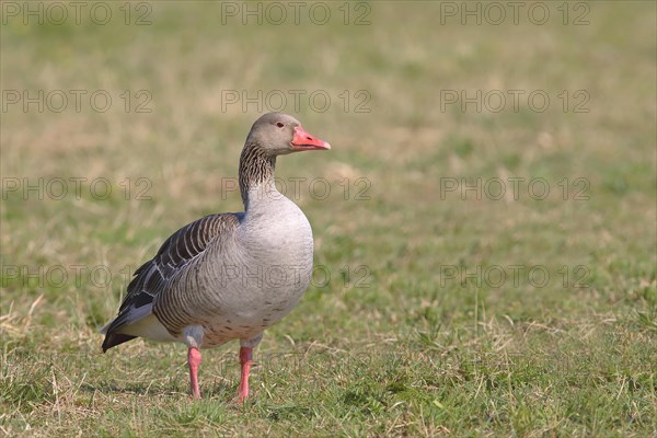 Greylag goose