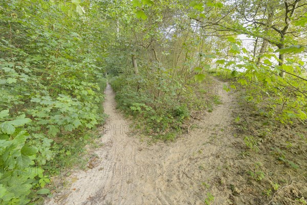 Forked forest path