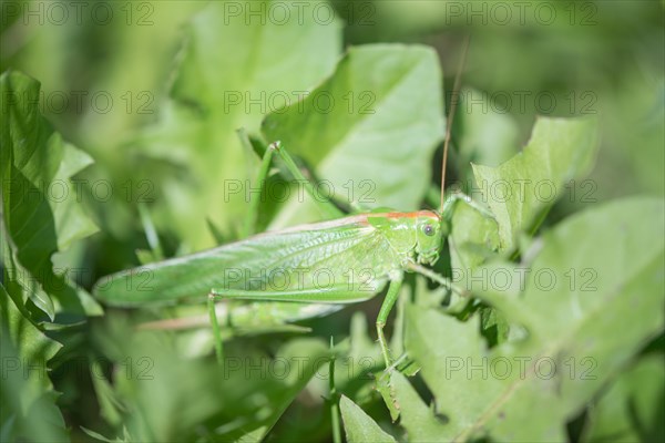 Great green bush cricket