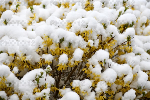 Forsythia