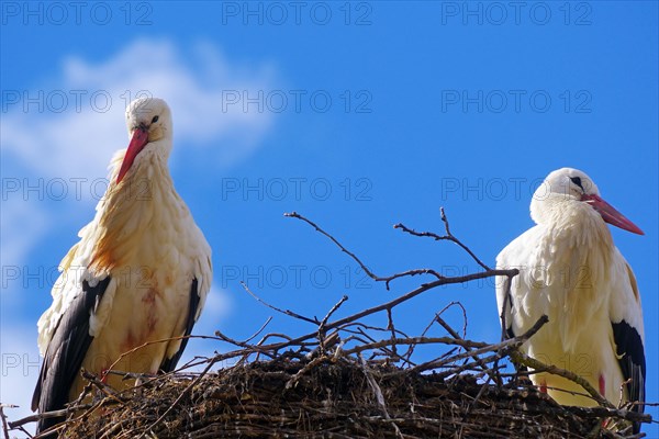 White storks