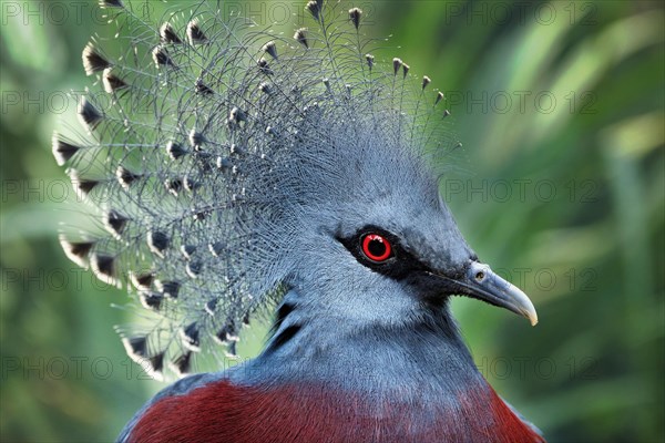 Southern Crowned Pigeon