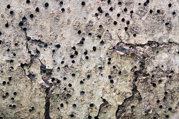 Deadwood pile as natural insect nesting aid