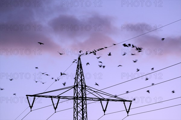 Carrion crow