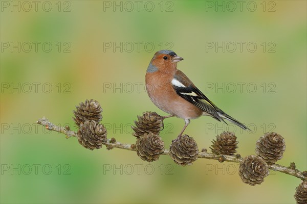 Common chaffinch