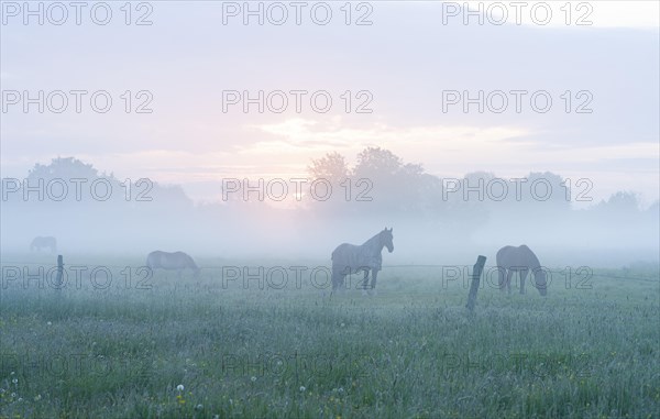 Horses in a meadow