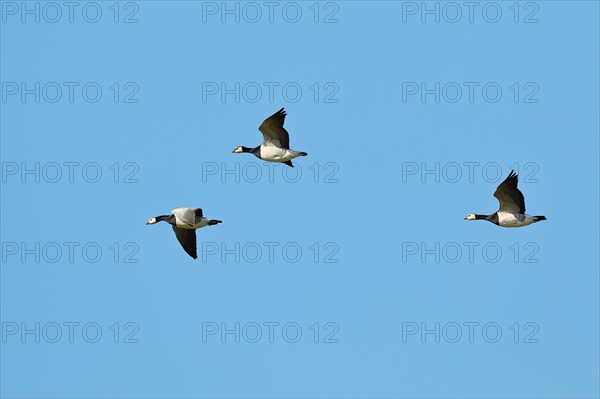 Barnacle geese