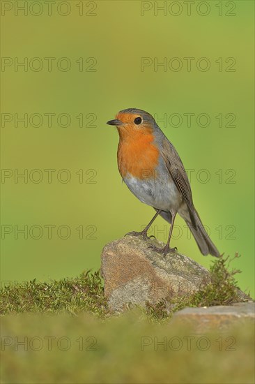 European robin