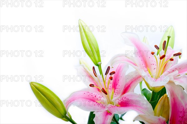 Pink lily flower bunch bouquet over white copyspace