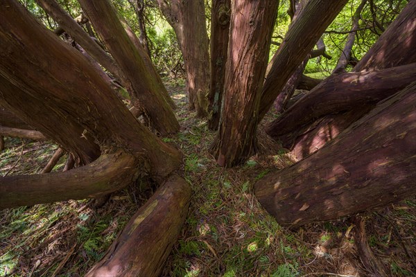 Old great cypress tree inside
