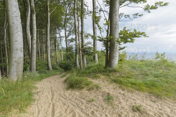 Forest path