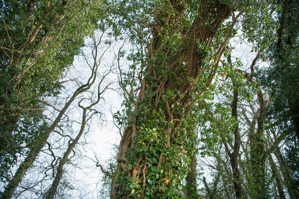 Common ivy