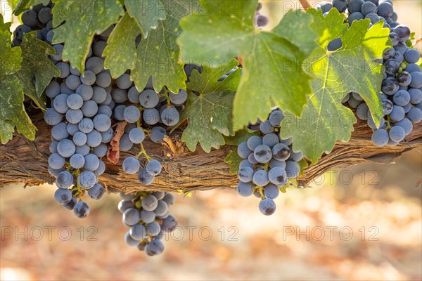 Beautiful lush wine grape in the vineyard