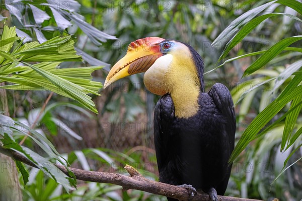 Wrinkled hornbill