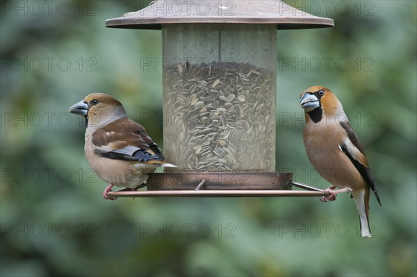 Hawfinch