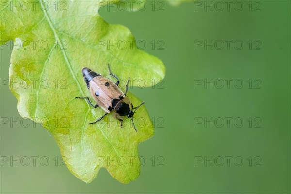 Four-spotted carrion beetle
