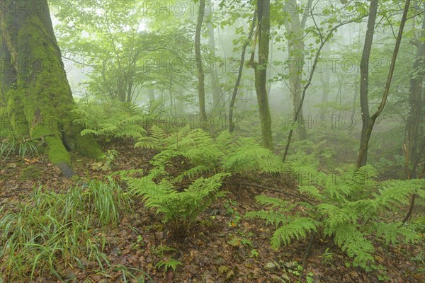 Mountain forest on a misty morning on mountain peak