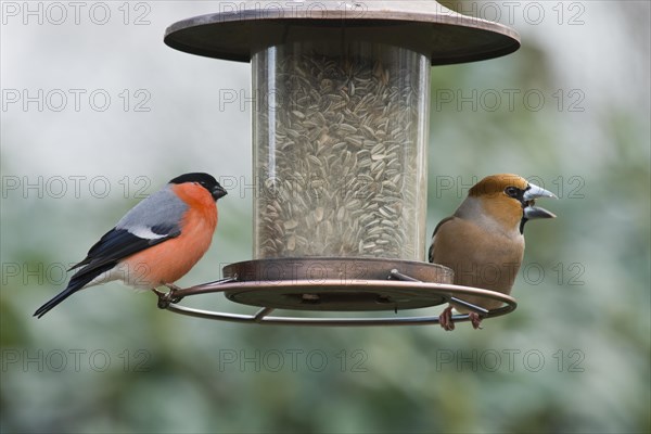 Eurasian bullfinch
