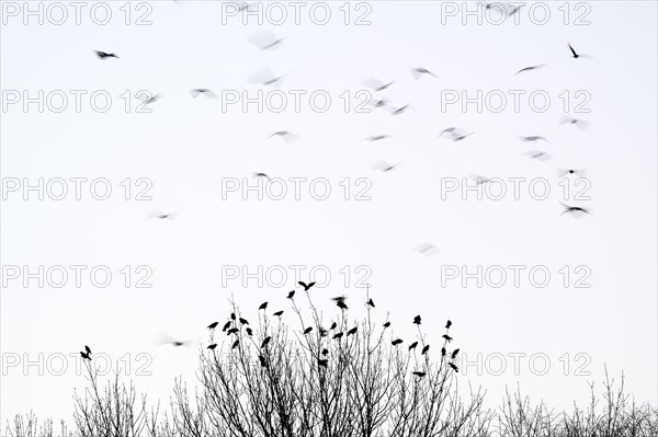 Carrion crow