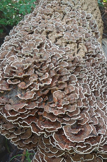 Turkey tail