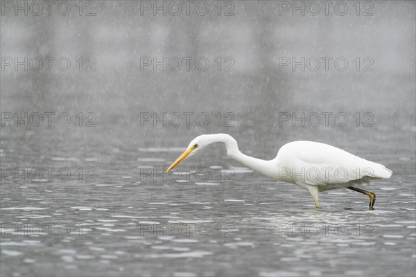 Hunting great egret