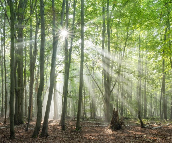 Light-flooded natural old beech forest with deadwood