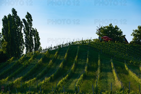 Austria Vineyards Sulztal weinstrasse south Styria tourist spot