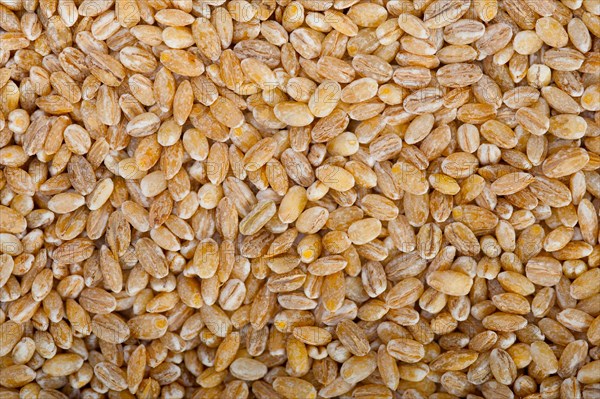 Organic barley grains over rustic wood table macro closeup