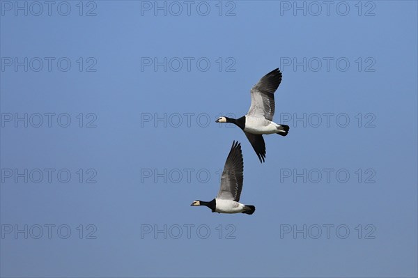 Barnacle geese