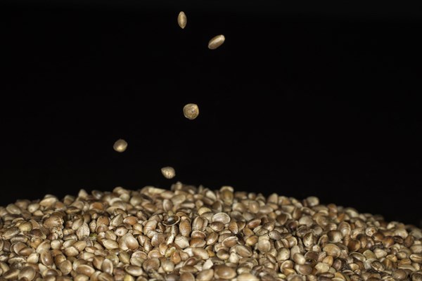 Hemp