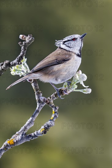 Crested tit
