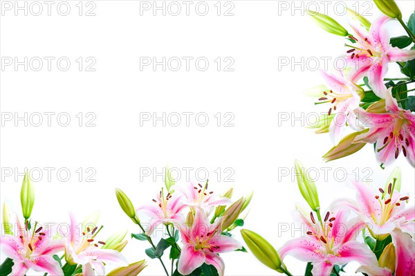 Lily flowers composition frame over white copyspace