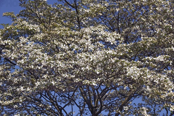Flowering Dogwood