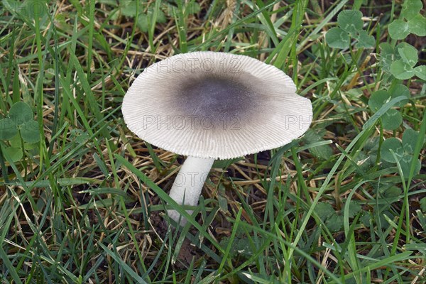 Grisette