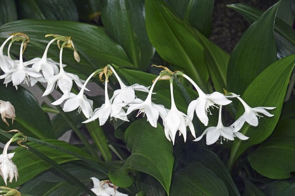 Amazon lily