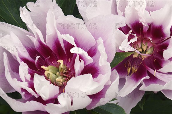 Tree peony