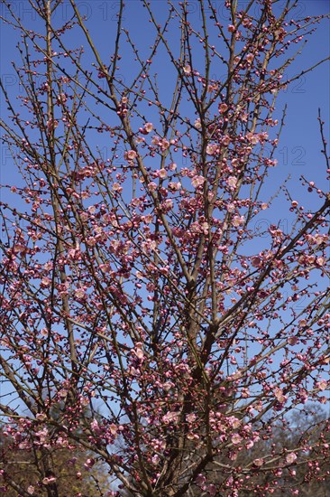 Japanese flowering plum